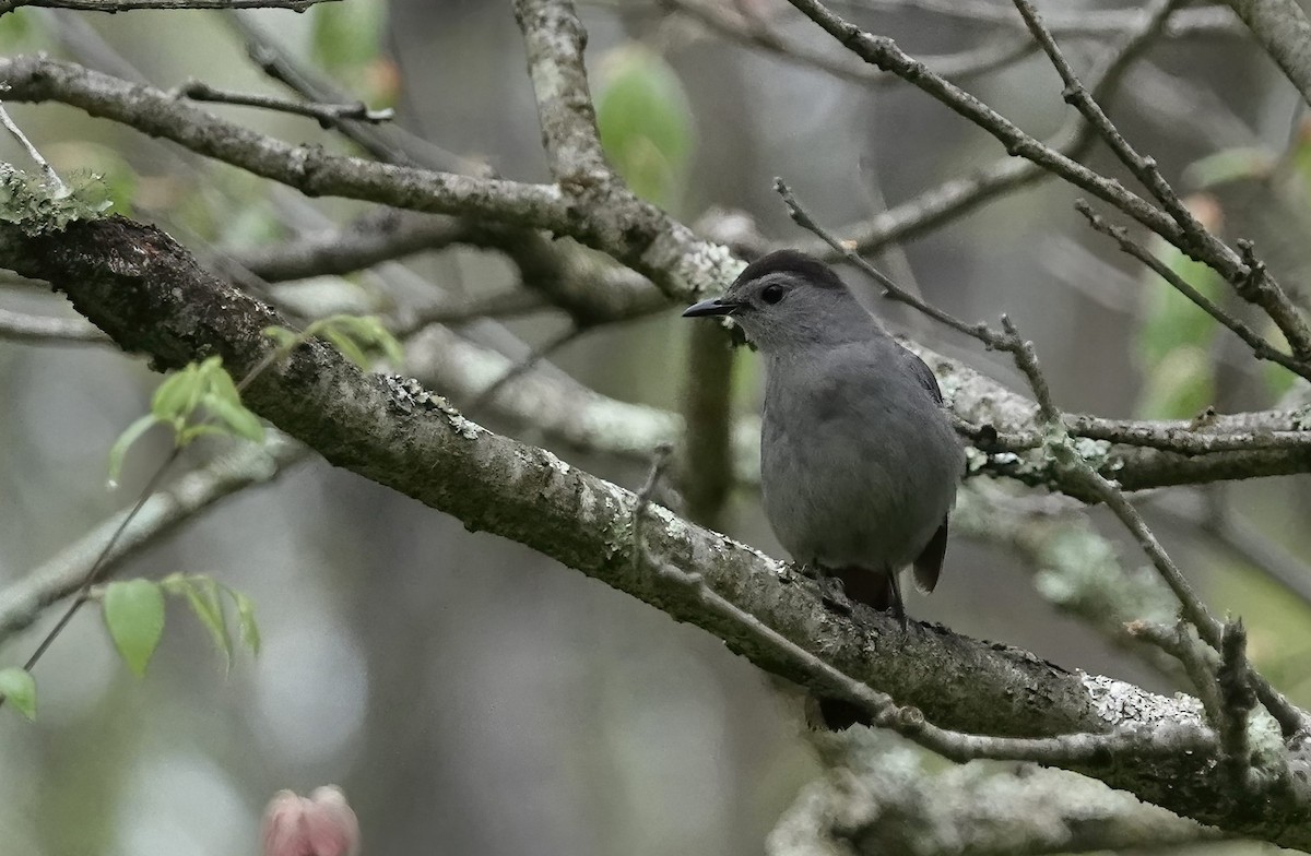 Pájaro Gato Gris - ML459796751