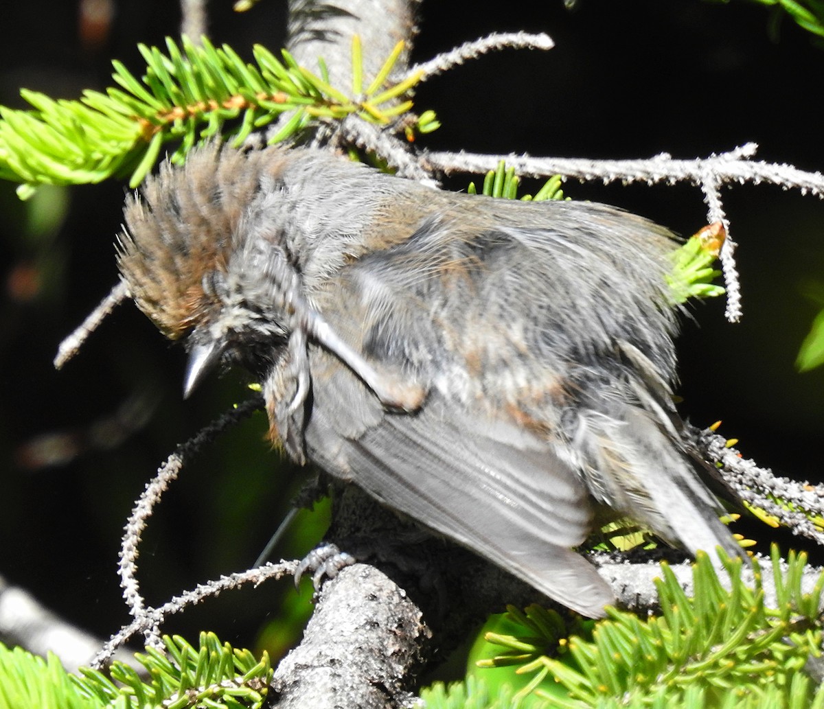 Boreal Chickadee - ML459797061