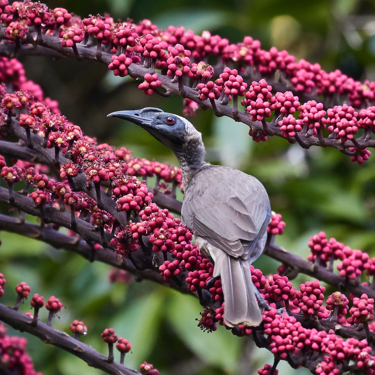 Helmeted Friarbird - ML459797081