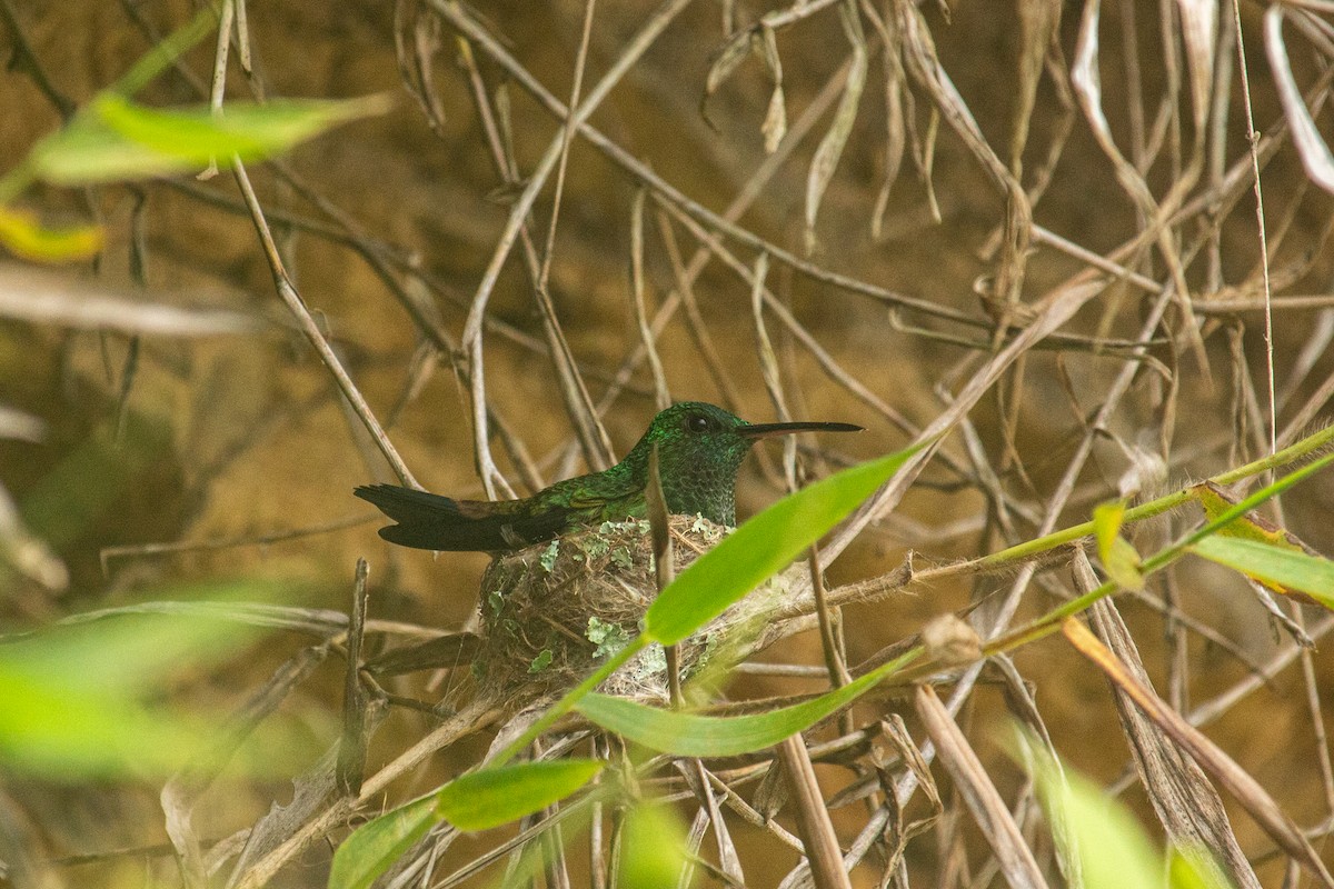 kolibřík měděnořitý - ML459797171