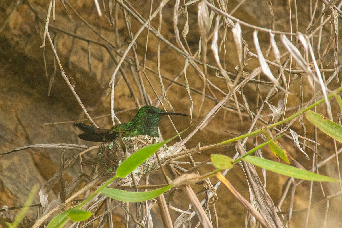 kolibřík měděnořitý - ML459797241