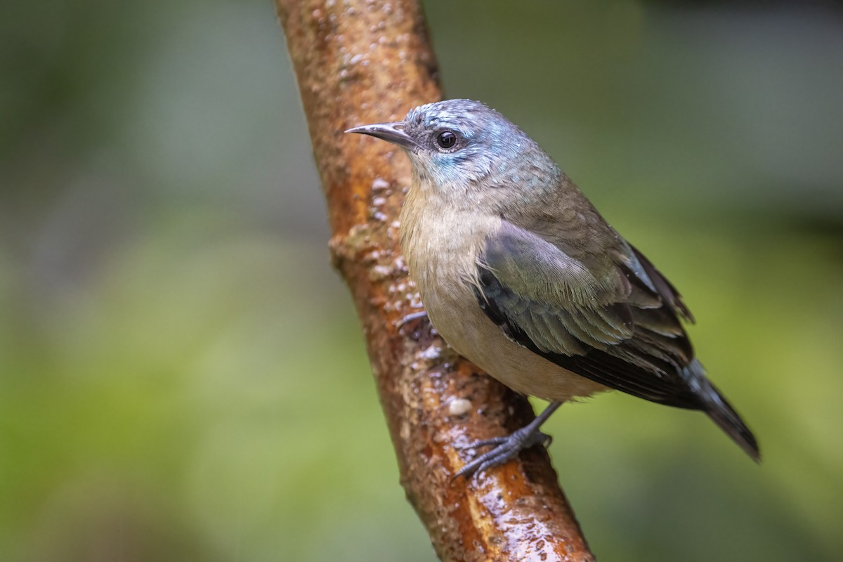 Black-legged Dacnis - Luiz Matos