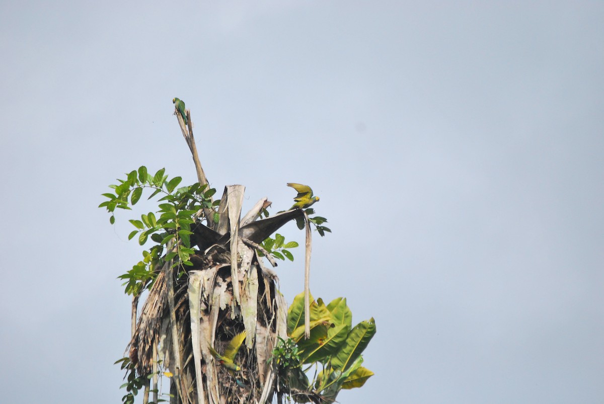 Red-bellied Macaw - ML459797951