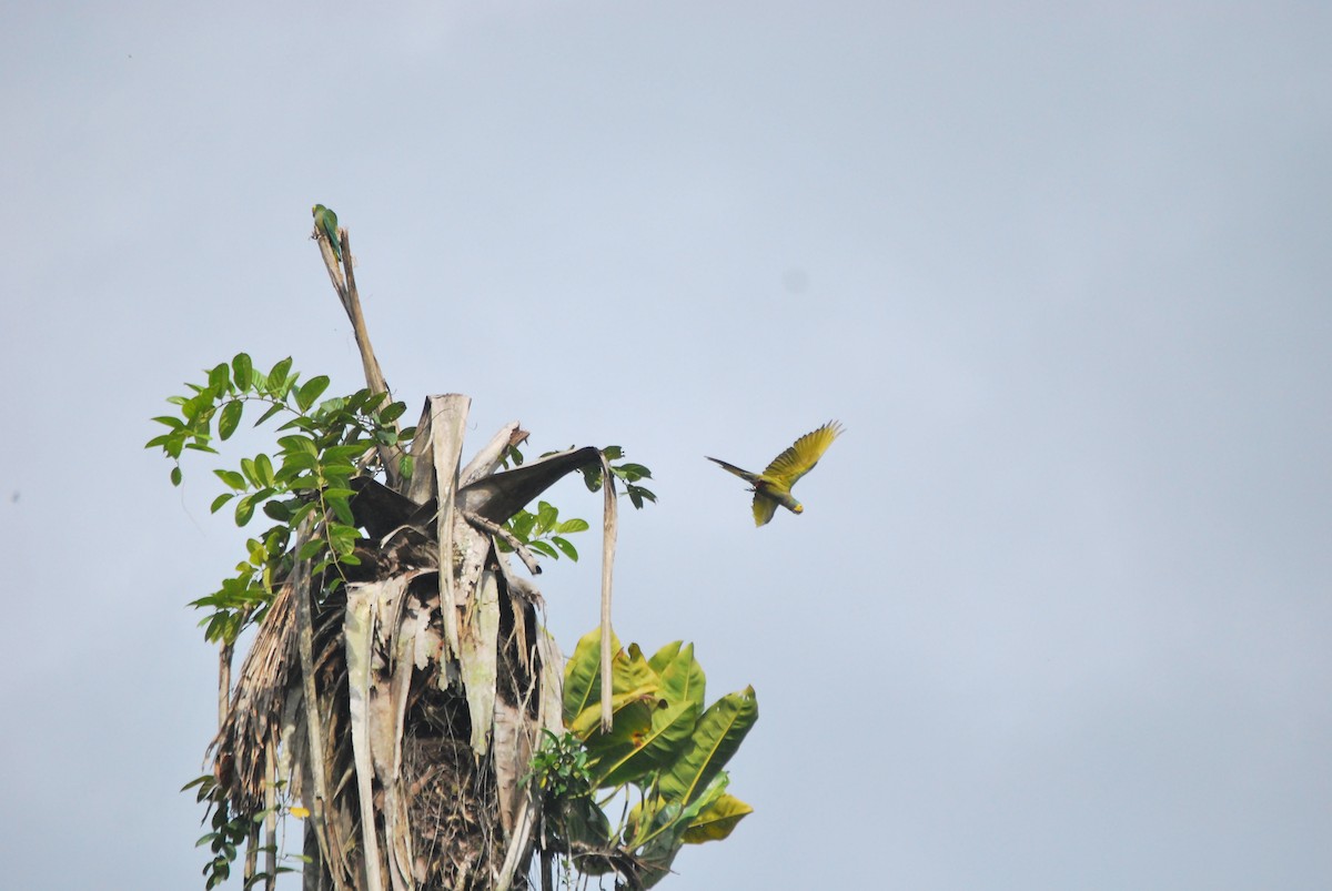 Red-bellied Macaw - ML459797961