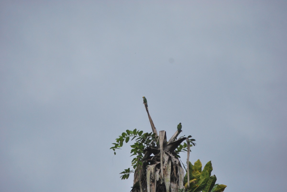 Red-bellied Macaw - ML459797971
