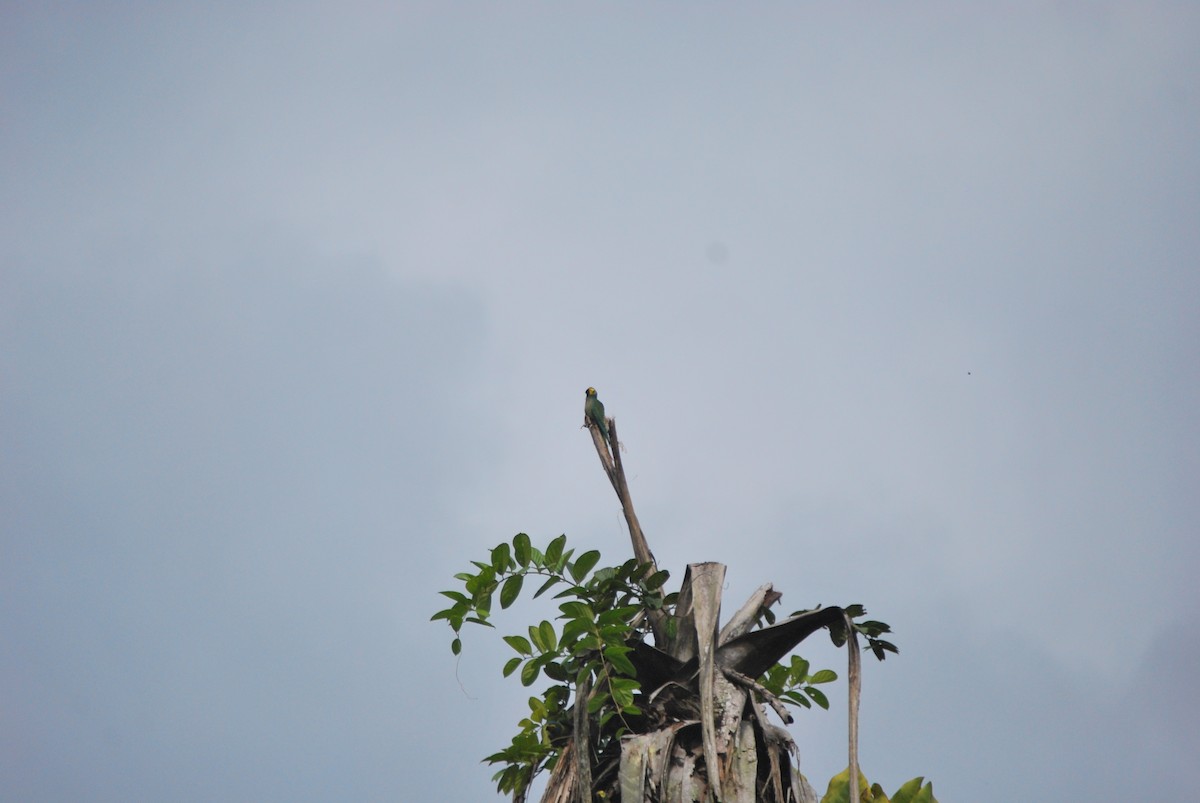 Red-bellied Macaw - ML459797991