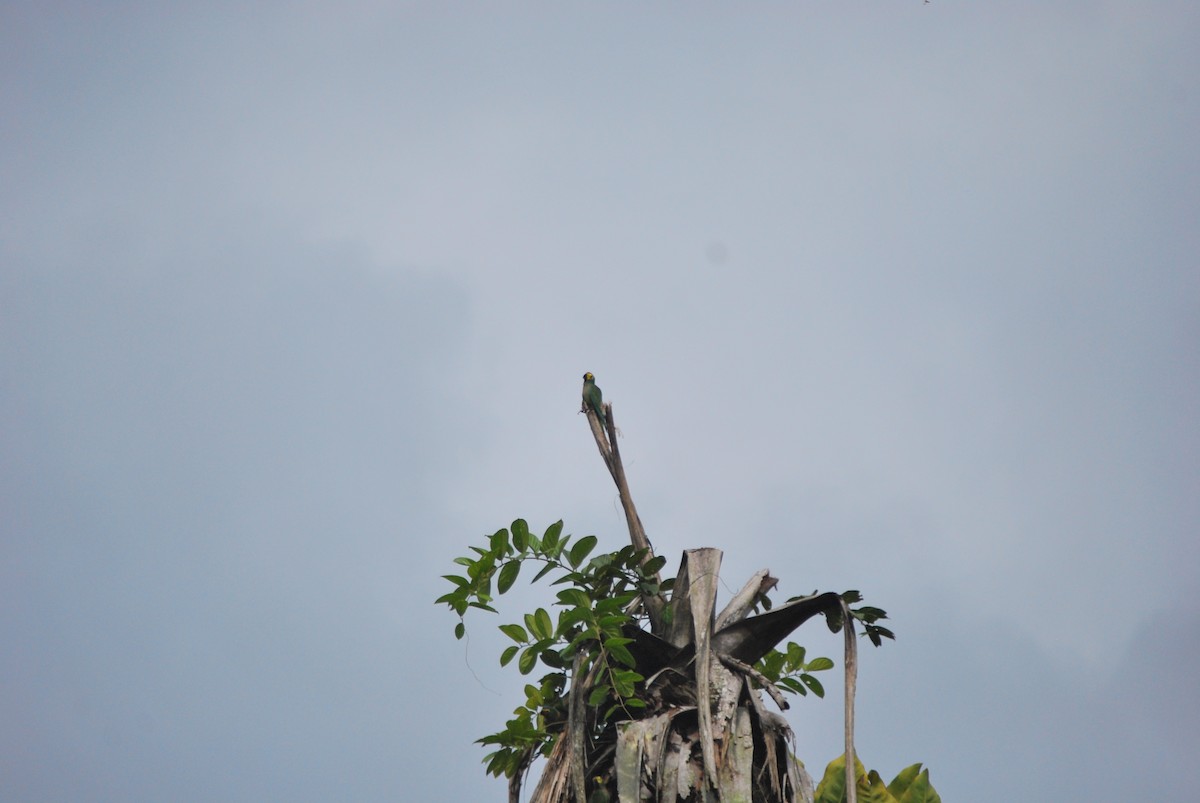 Red-bellied Macaw - ML459798071