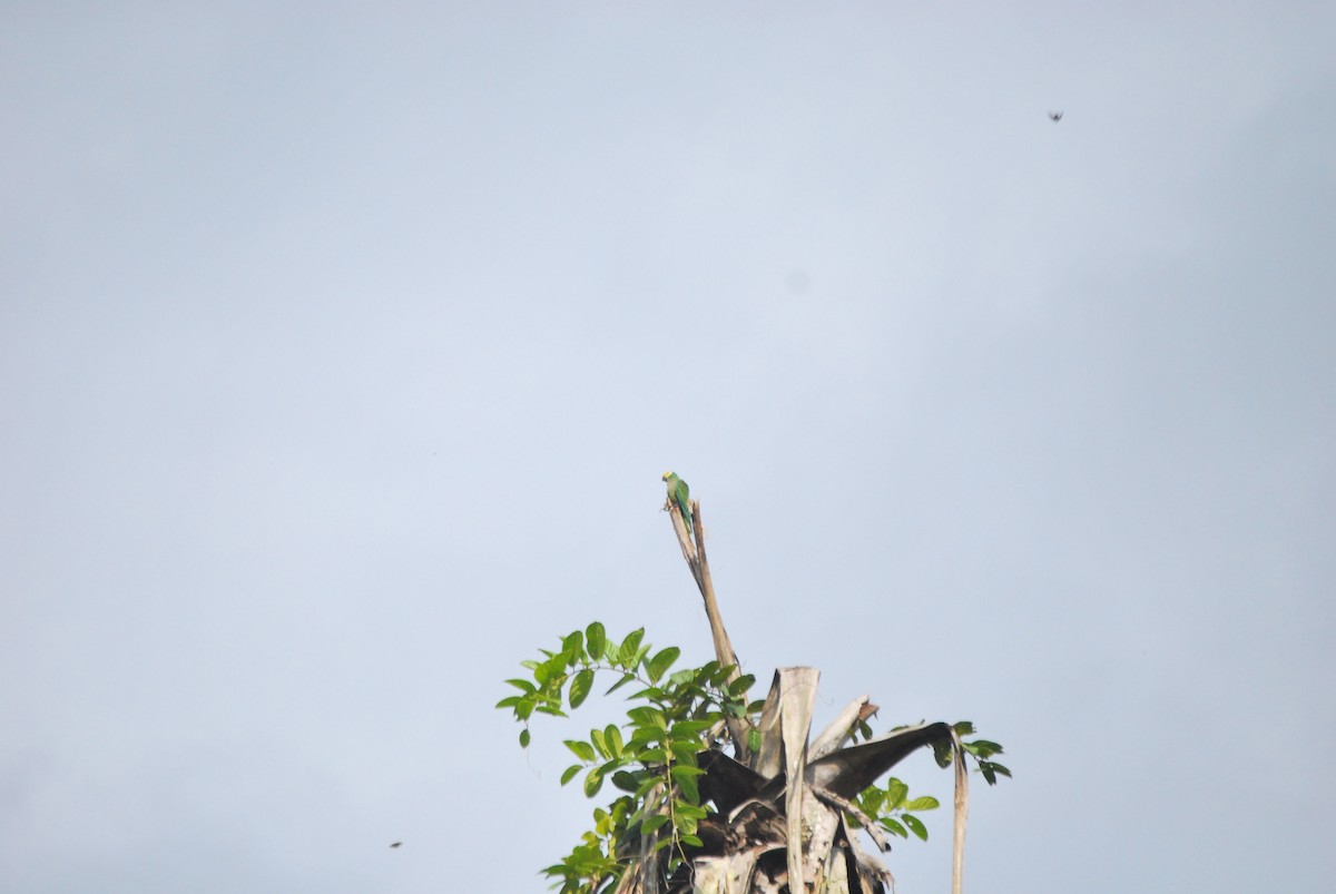 Red-bellied Macaw - ML459798081