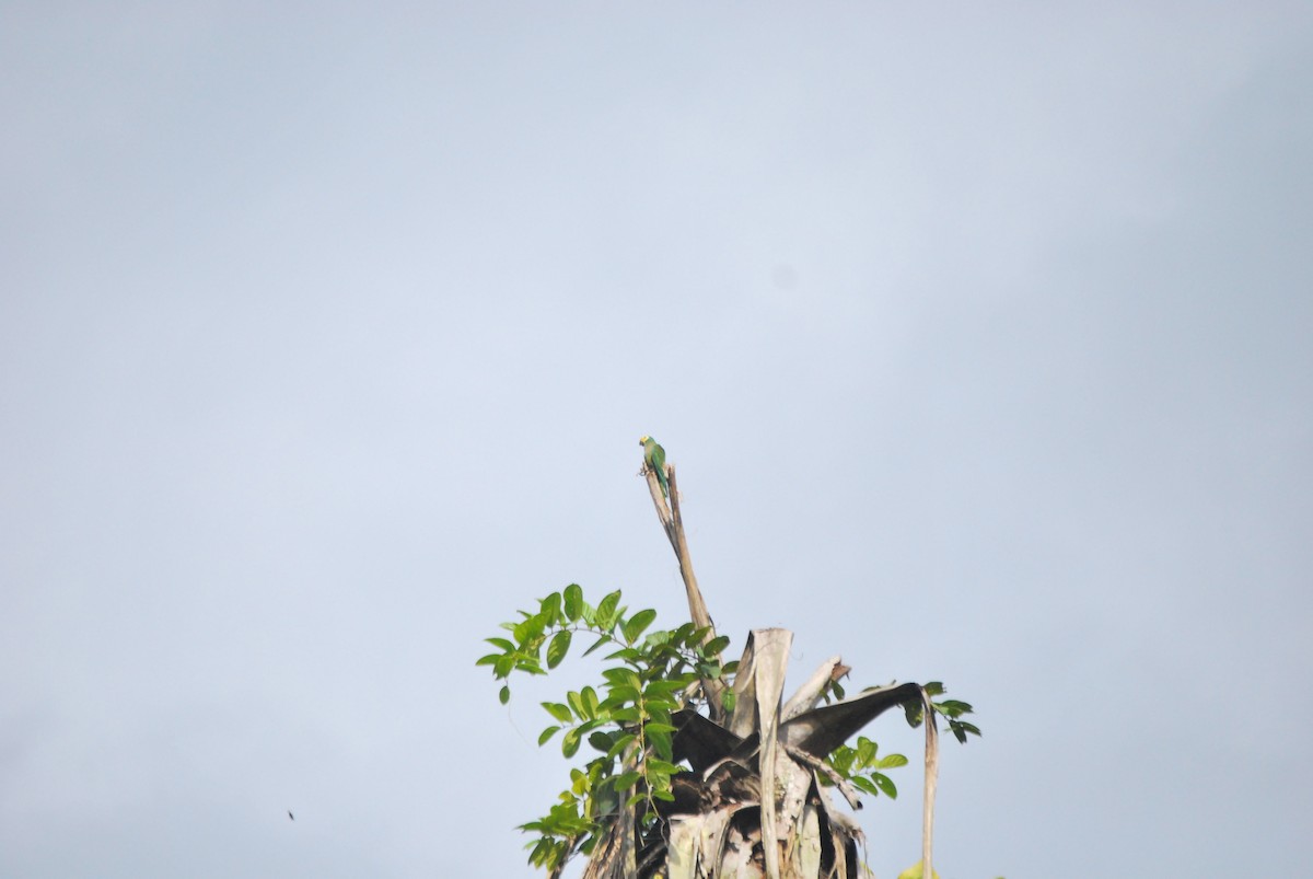 Red-bellied Macaw - ML459798101