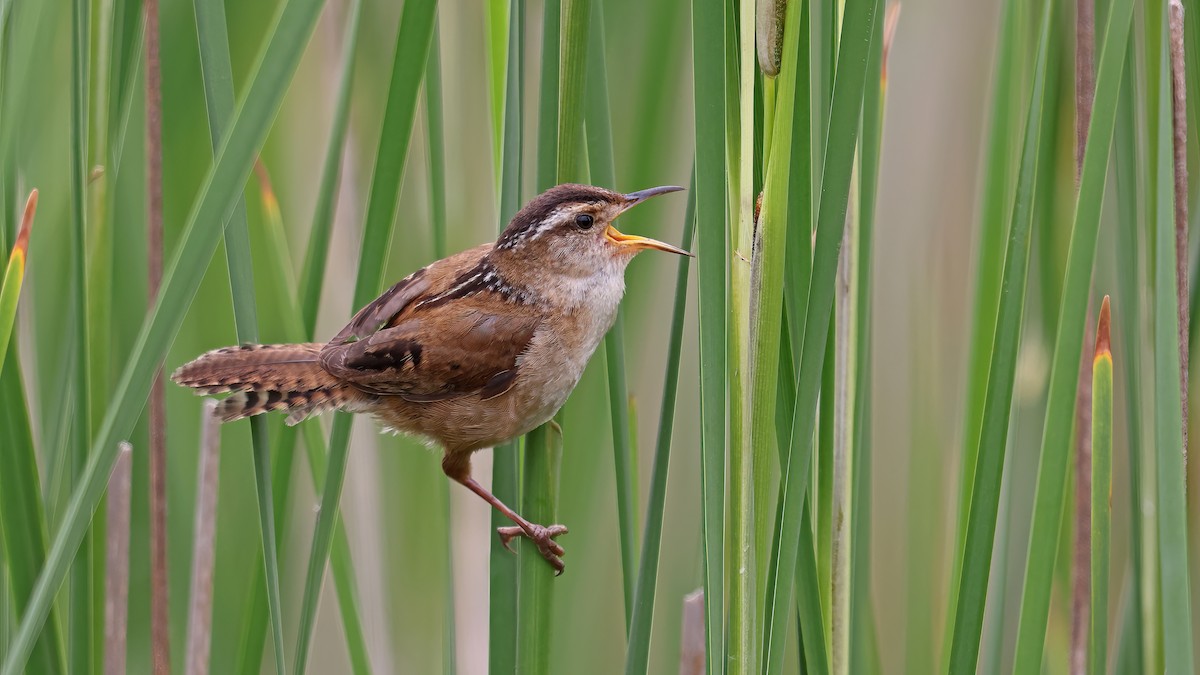 Marsh Wren - ML459798411