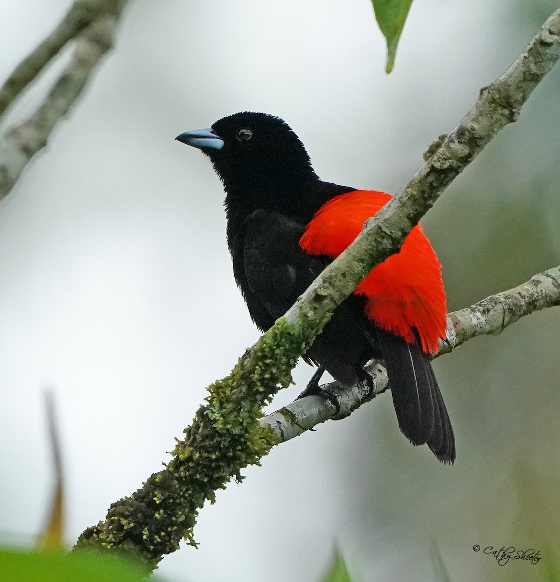 Scarlet-rumped Tanager (Passerini's) - ML459798491