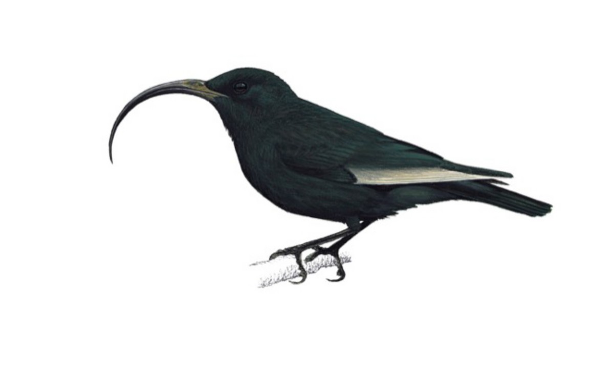 Black Mamo - Drepanis funerea - Birds of the World