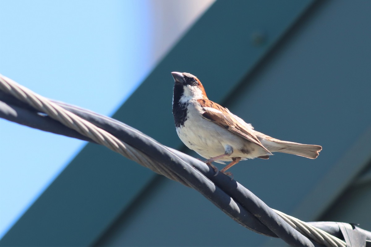 House Sparrow - ML459800811