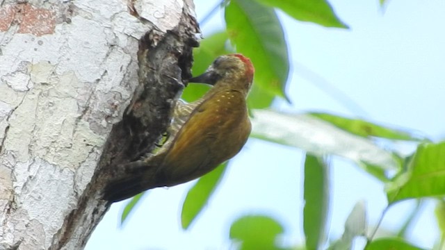 Carpintero Chico - ML459801501