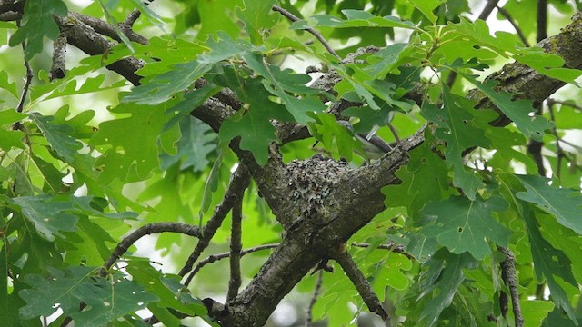 Blue-gray Gnatcatcher - ML459802791