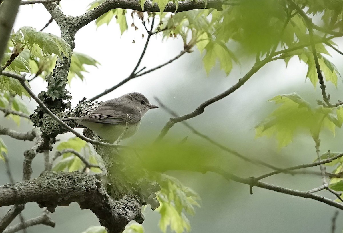 Warbling Vireo - ML459803111