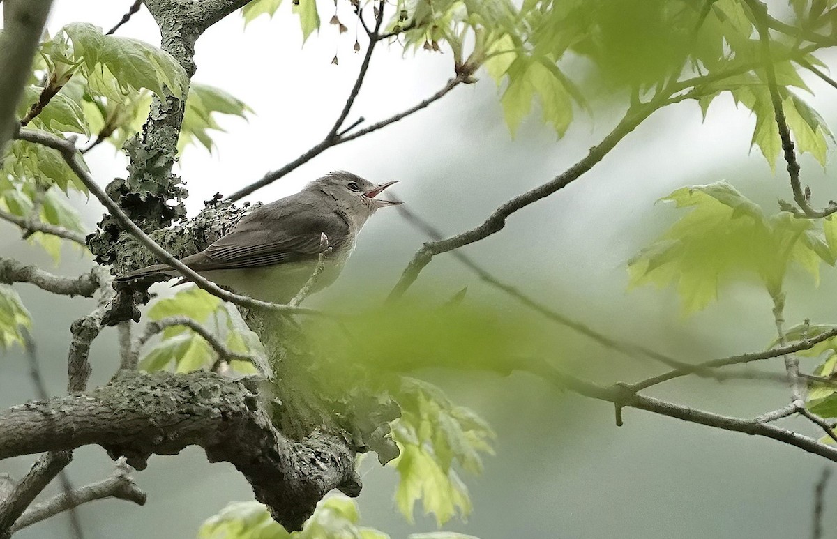 Warbling Vireo - ML459803151