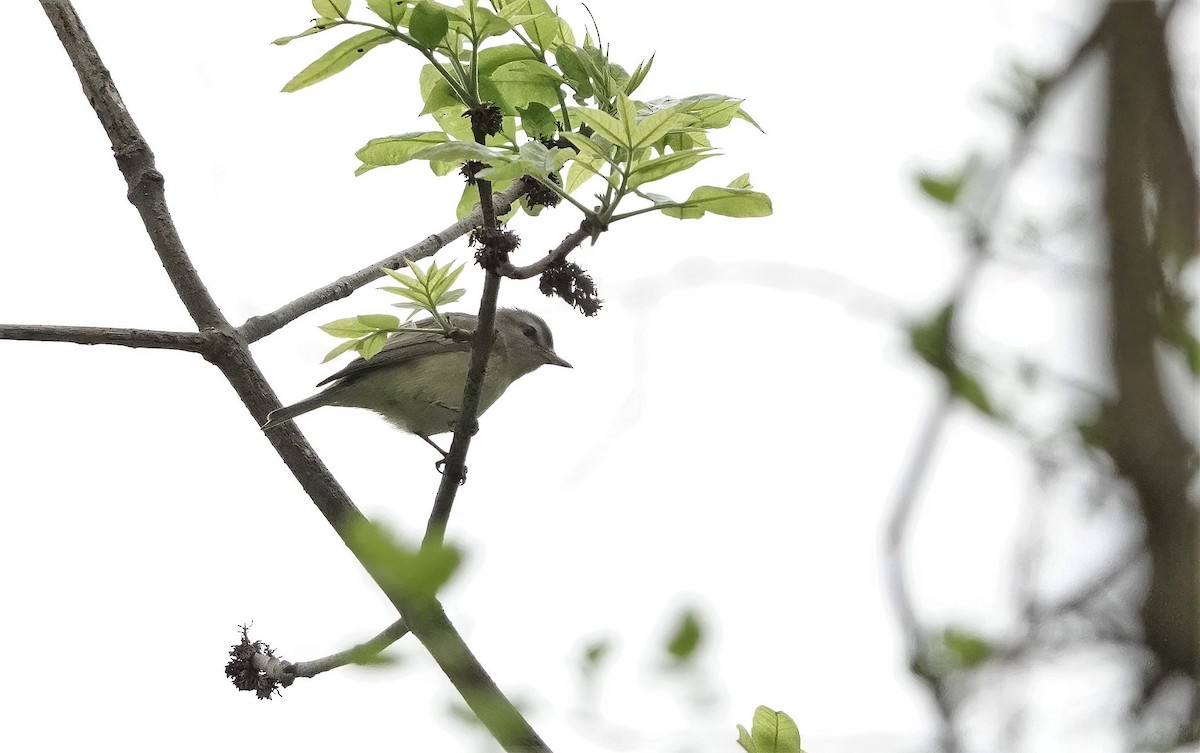 Warbling Vireo - Anonymous