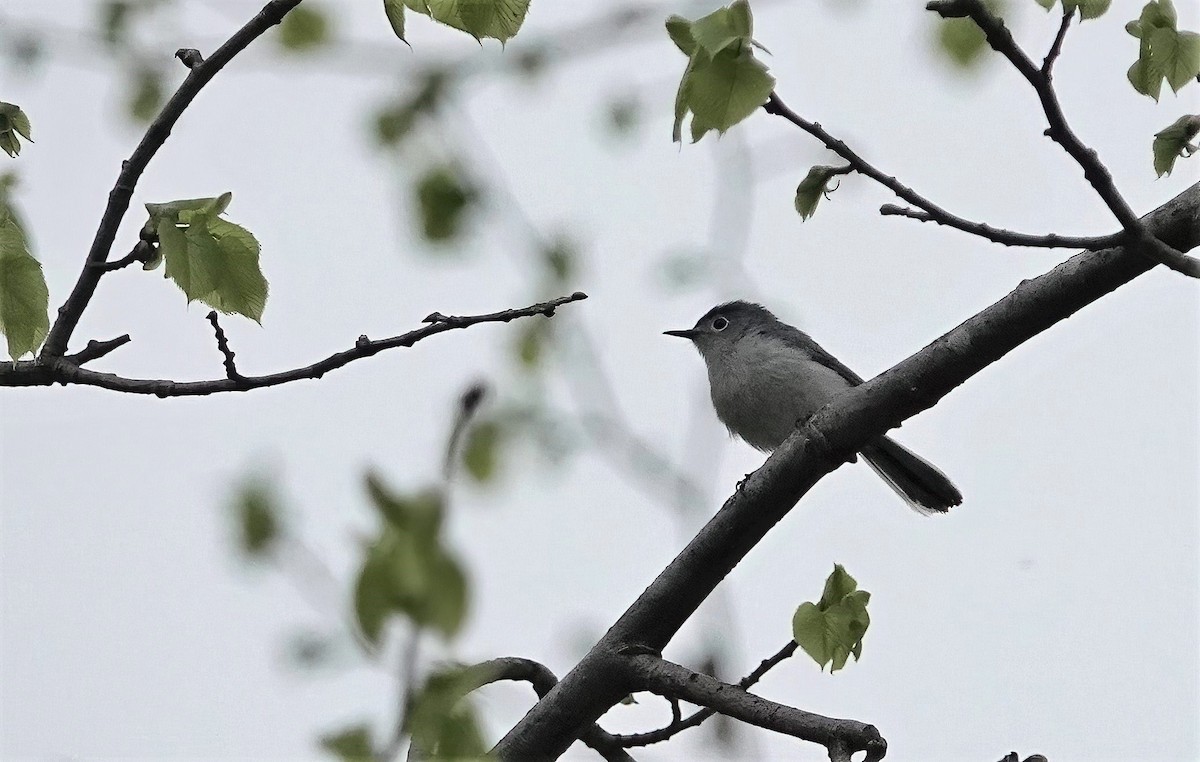 Blue-gray Gnatcatcher - ML459803361