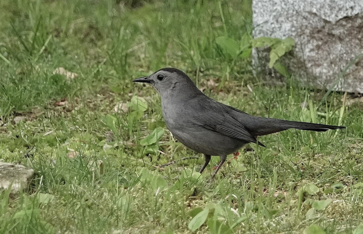 Gray Catbird - ML459803461