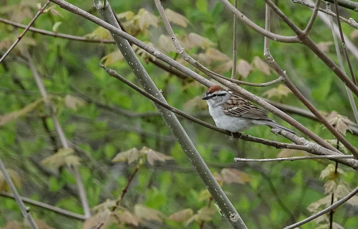 Chipping Sparrow - ML459803551