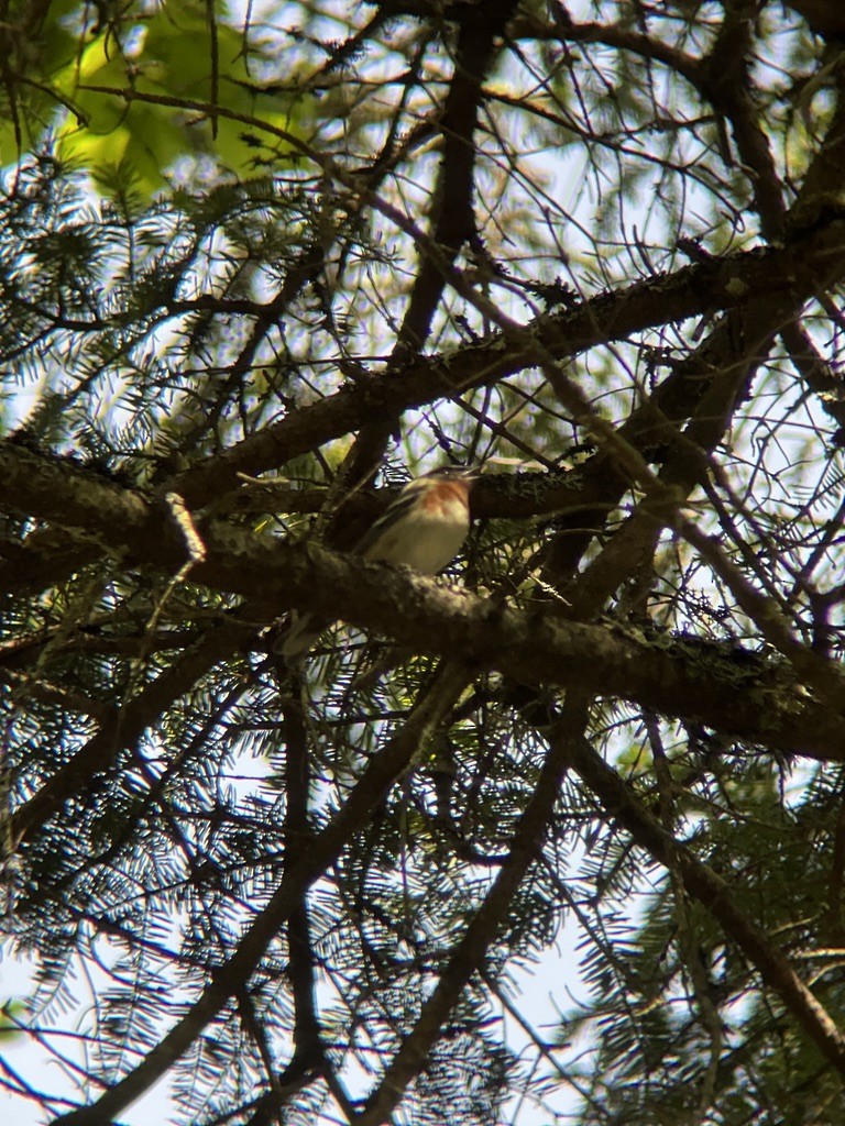 Braunkehl-Waldsänger - ML459804101