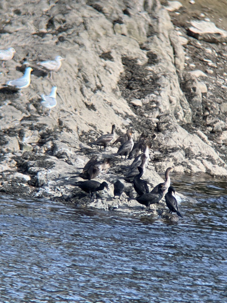 Double-crested Cormorant - ML459804271