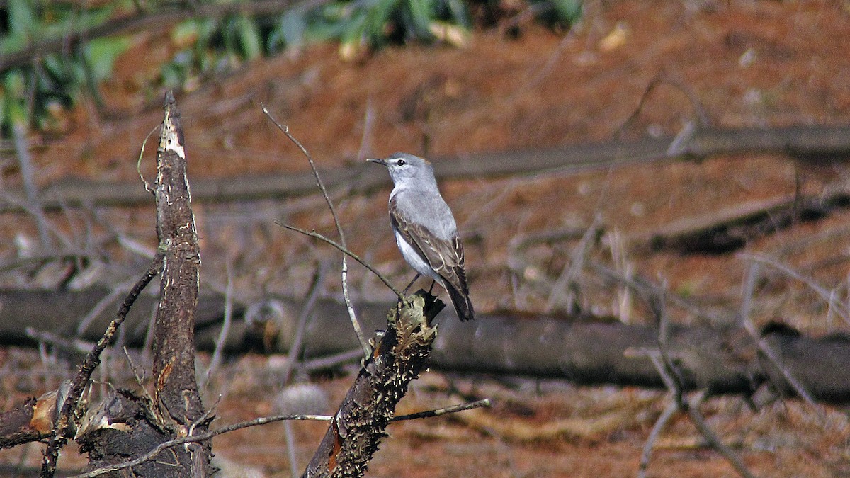 Rufous-naped Ground-Tyrant - ML459805781