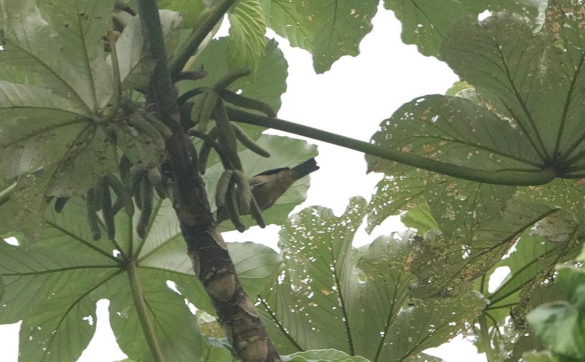 Lesser Antillean Tanager (St. Vincent) - ML459805871