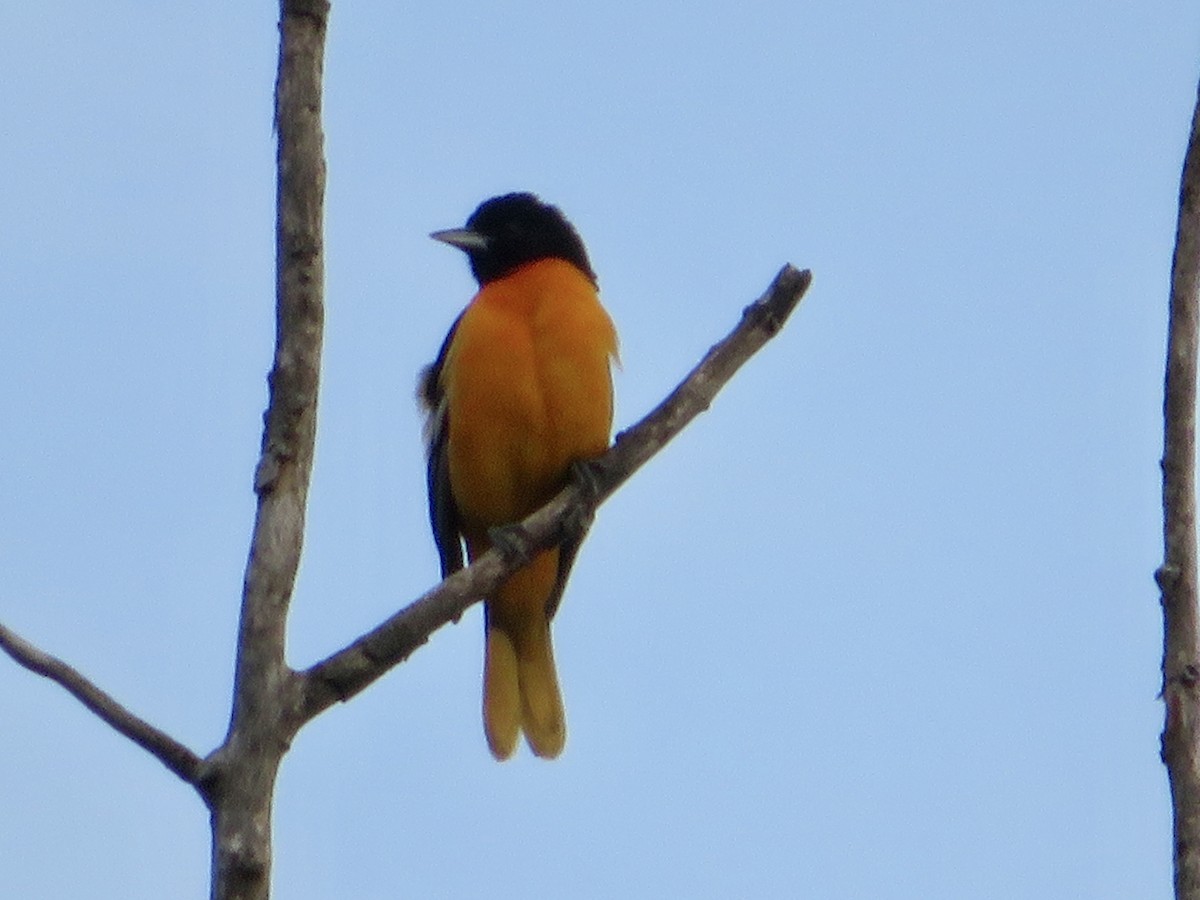 Baltimore Oriole - ML459807041