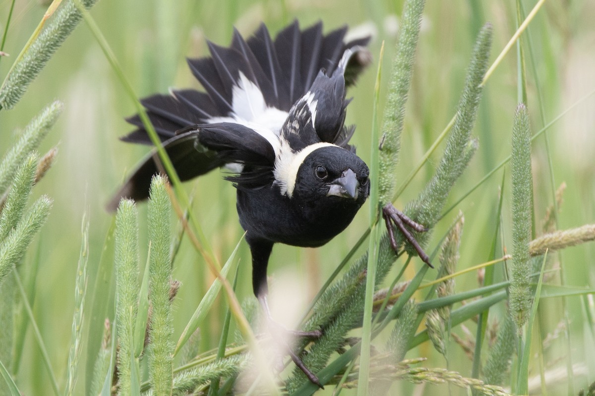 Bobolink - Rob  Sielaff