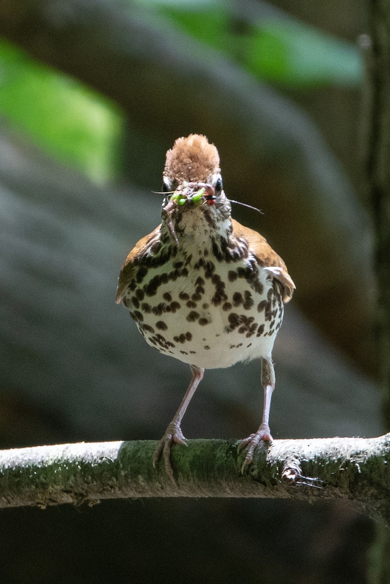 Wood Thrush - Rob  Sielaff