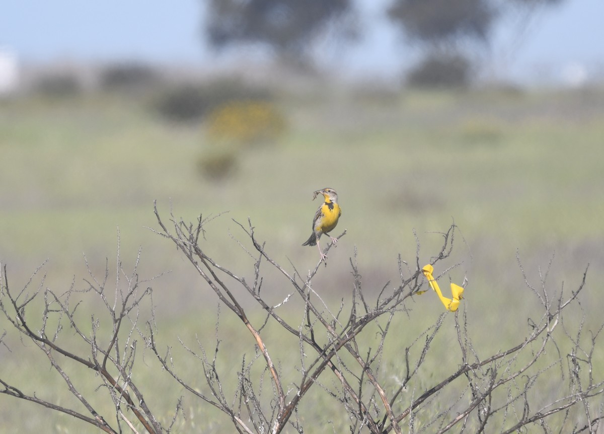 Western Meadowlark - ML459810021