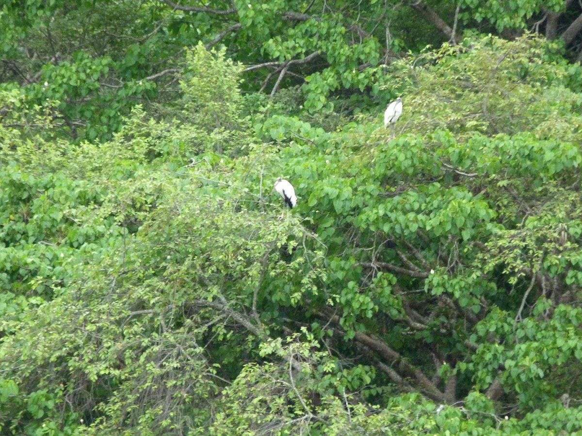 Wood Stork - ML459810411