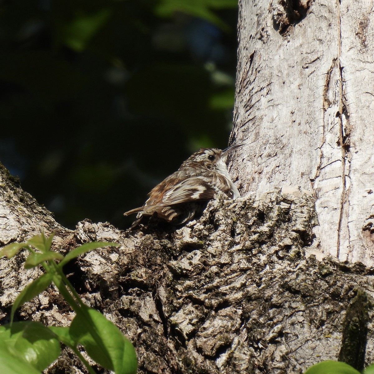 Brown Creeper - Keith Eric Costley