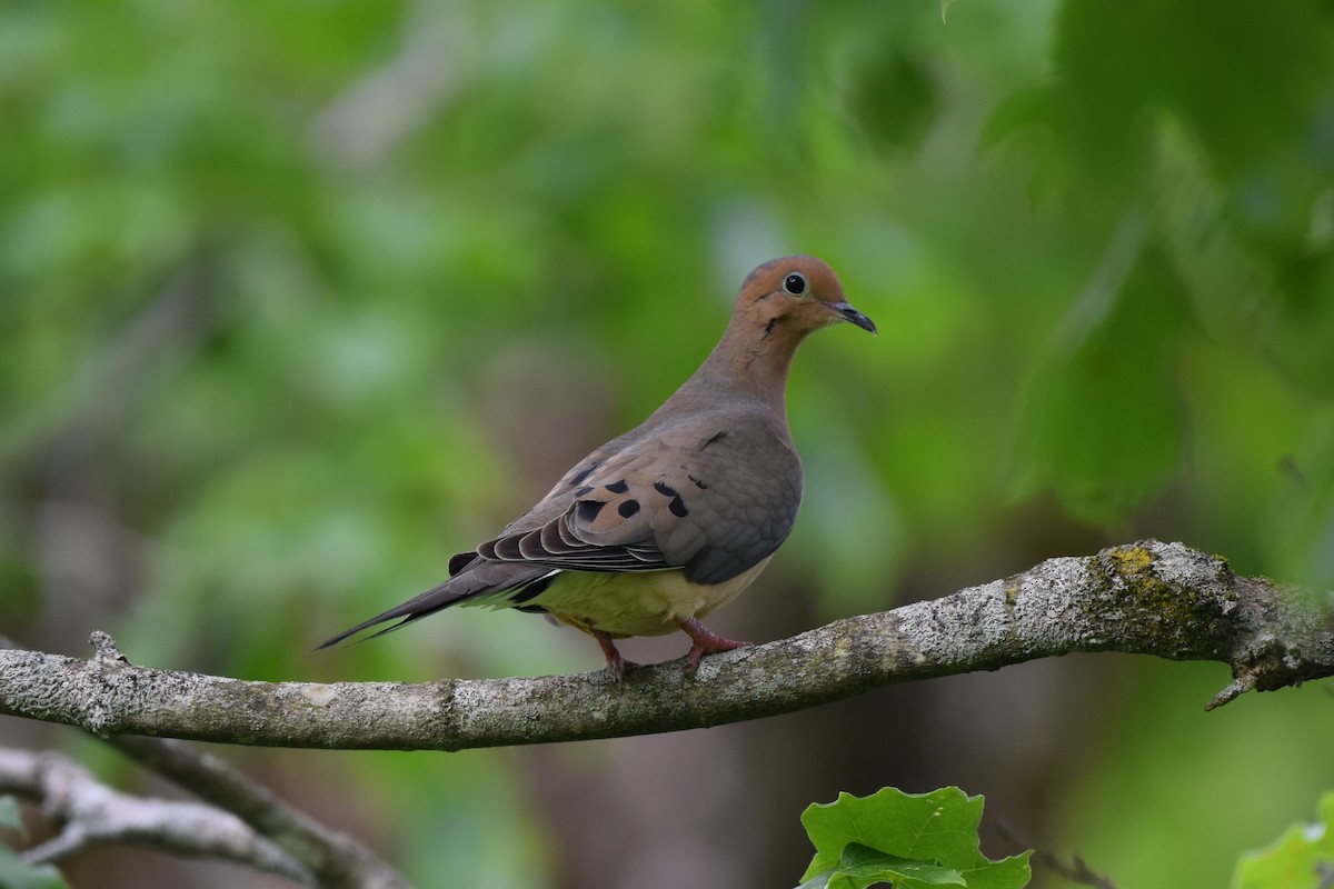 Mourning Dove - Joseph Sefter