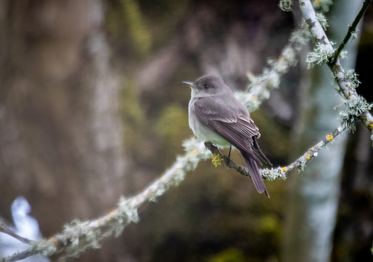 Western Wood-Pewee - ML459814191