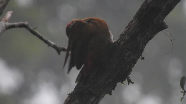 Carpintero Culirrojo - ML459815041