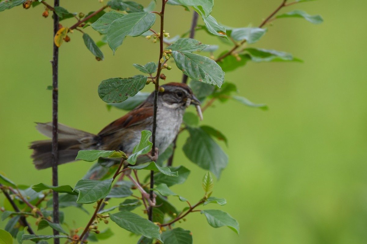 Swamp Sparrow - Joseph Sefter