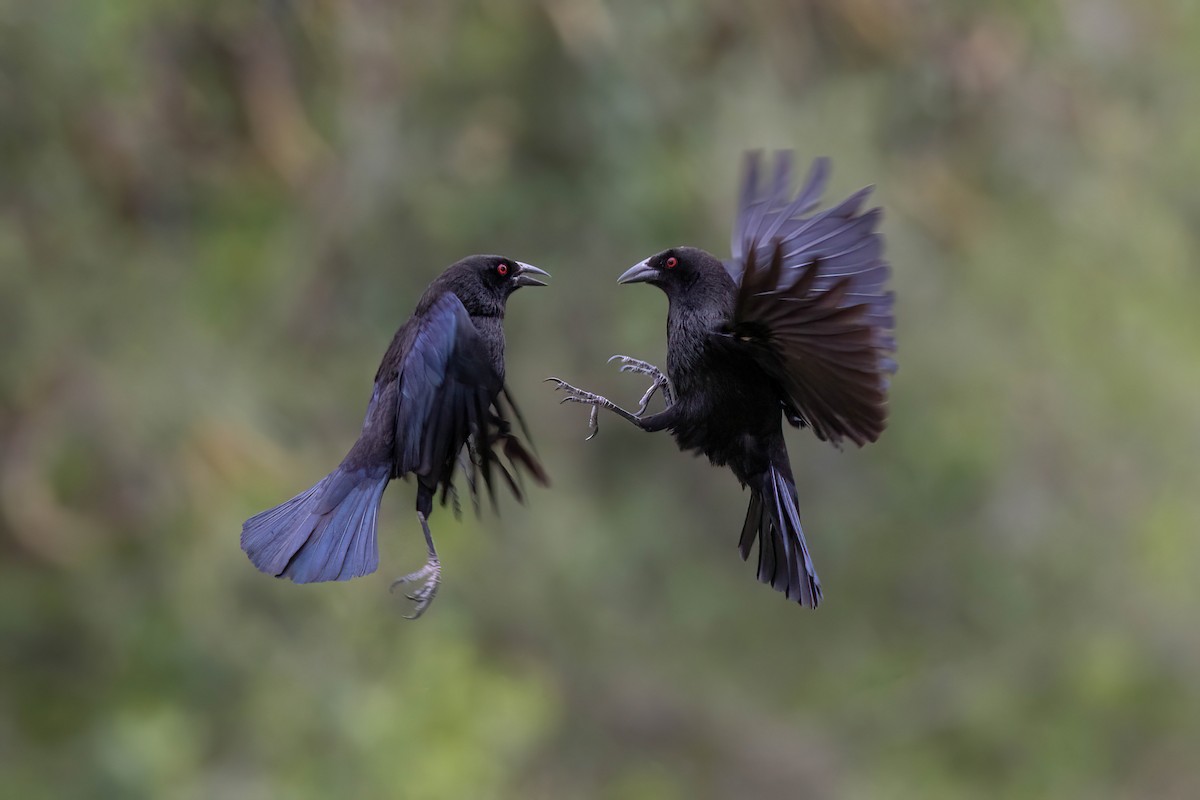 Bronzed Cowbird - ML459816381