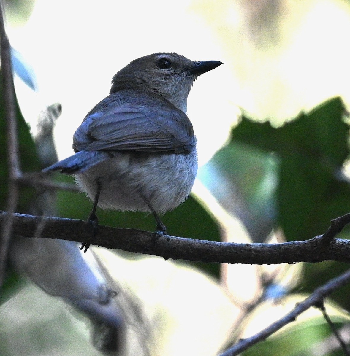 Gray Whistler (Brown) - ML459816791