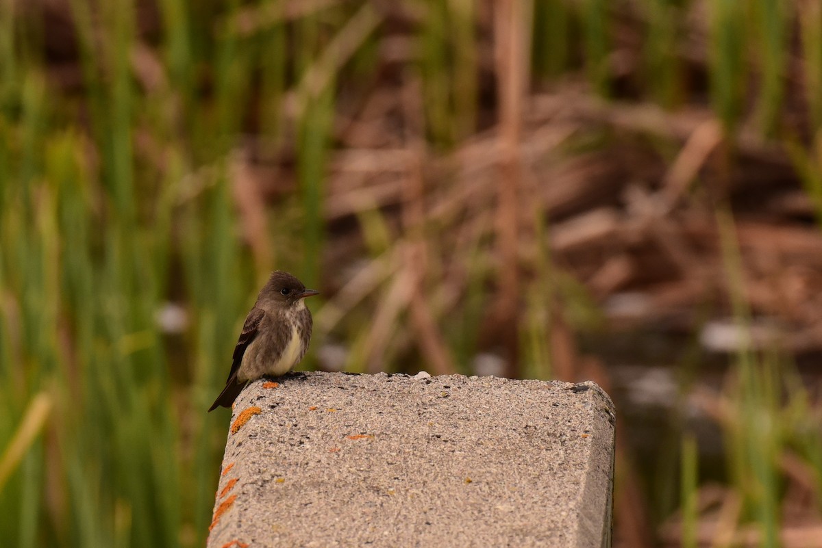 Olive-sided Flycatcher - Anonymous