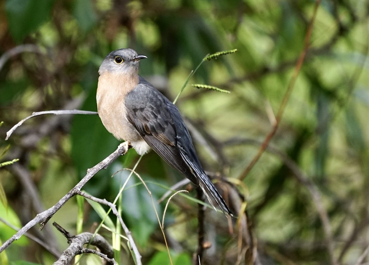 Fan-tailed Cuckoo - ML459817961