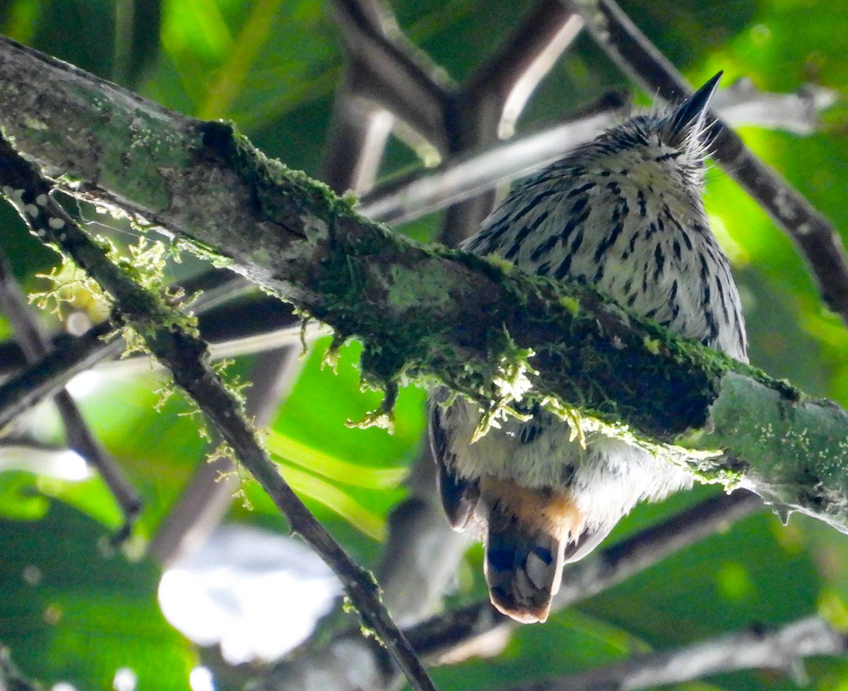 Lanceolated Monklet - Pam Rasmussen