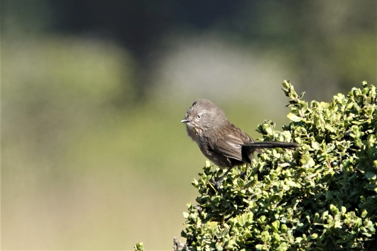 Wrentit - Cindy Cummings