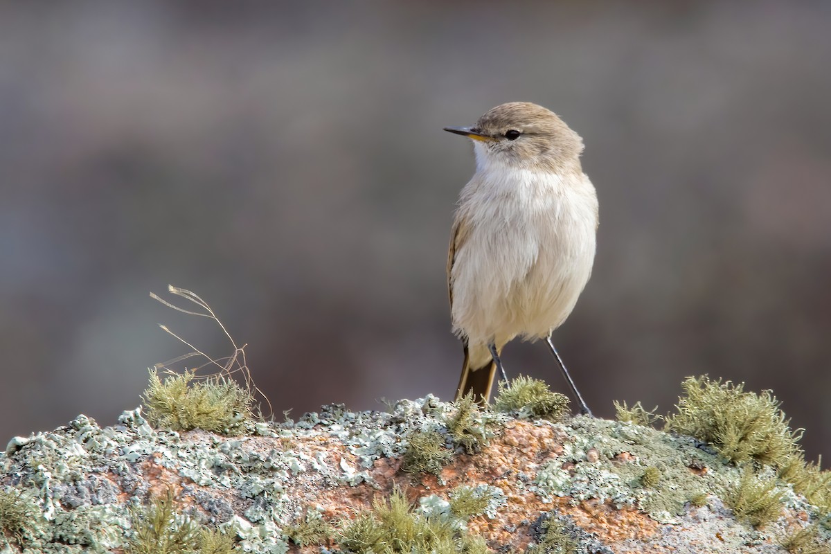 Spot-billed Ground-Tyrant - ML459821231