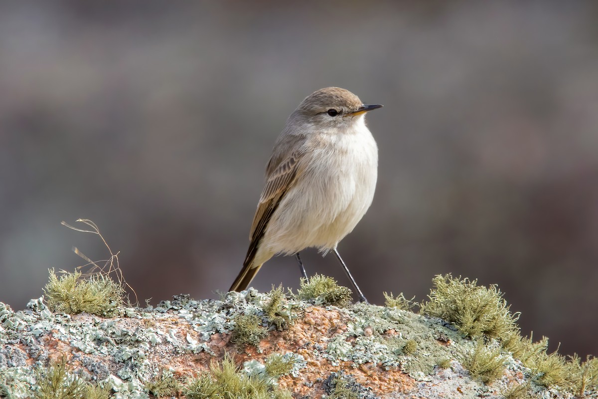 Spot-billed Ground-Tyrant - ML459821251