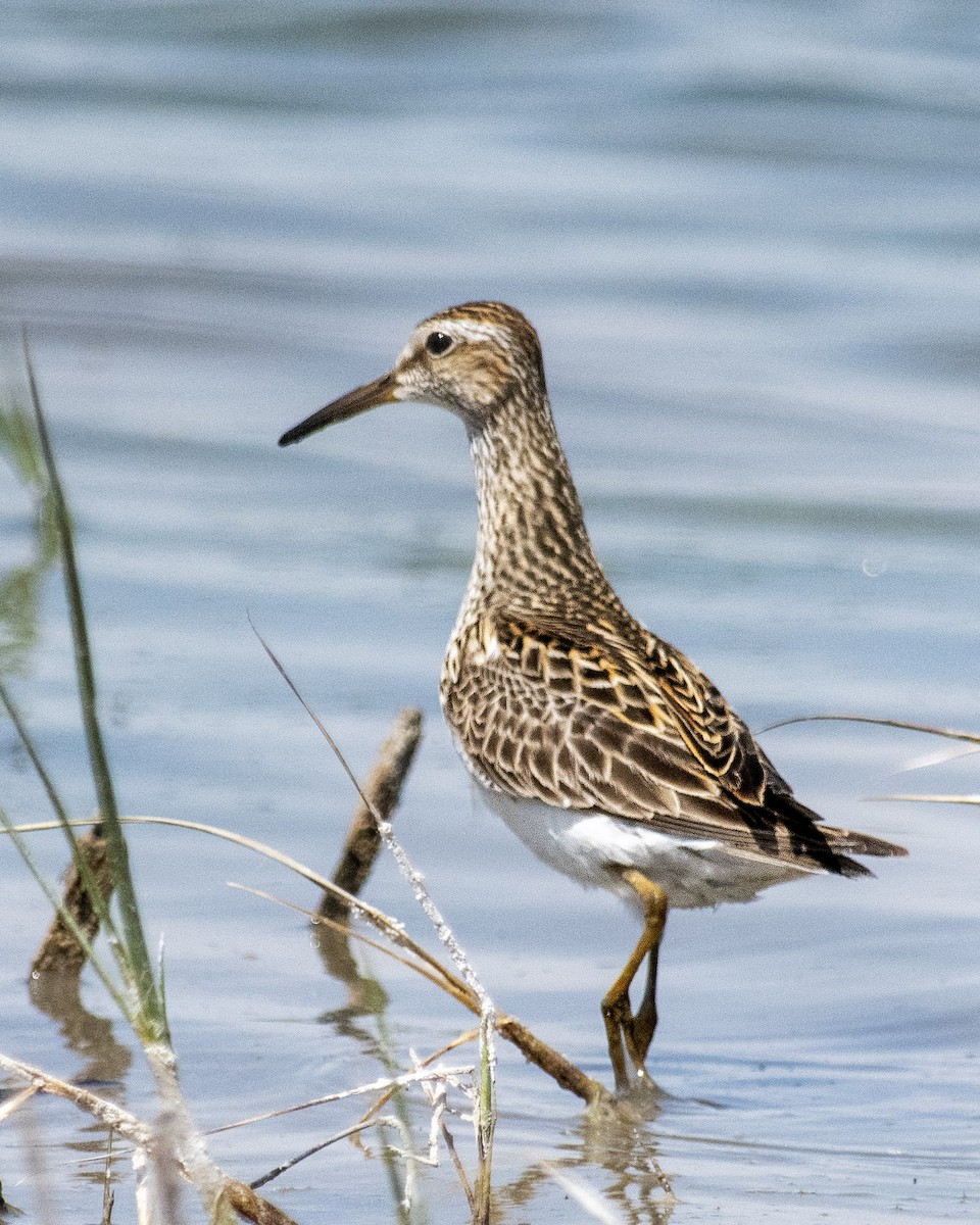 Pectoral Sandpiper - ML459821321