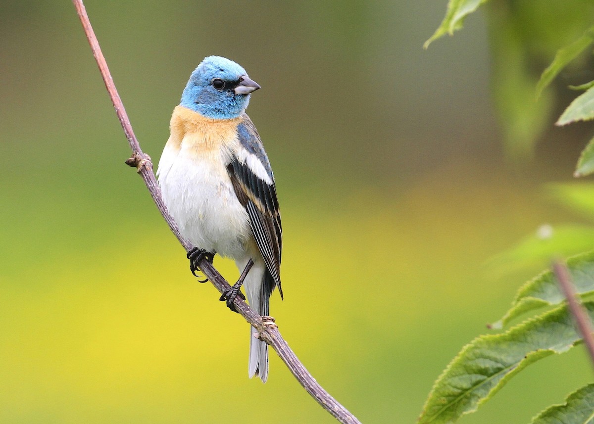 Lazuli Bunting - ML459823121