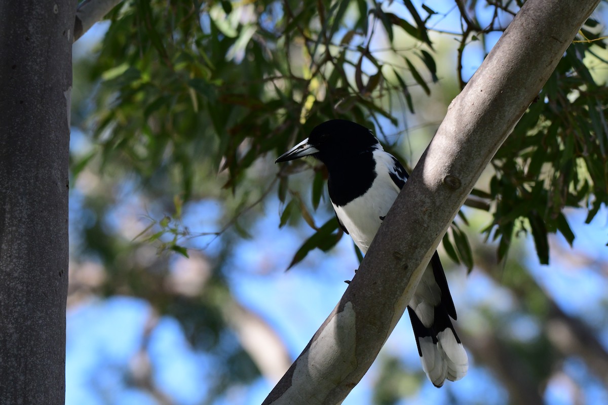 Pied Butcherbird - ML459823861